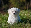 Донорская кровь для животных в России подорожала: резко вырос спрос