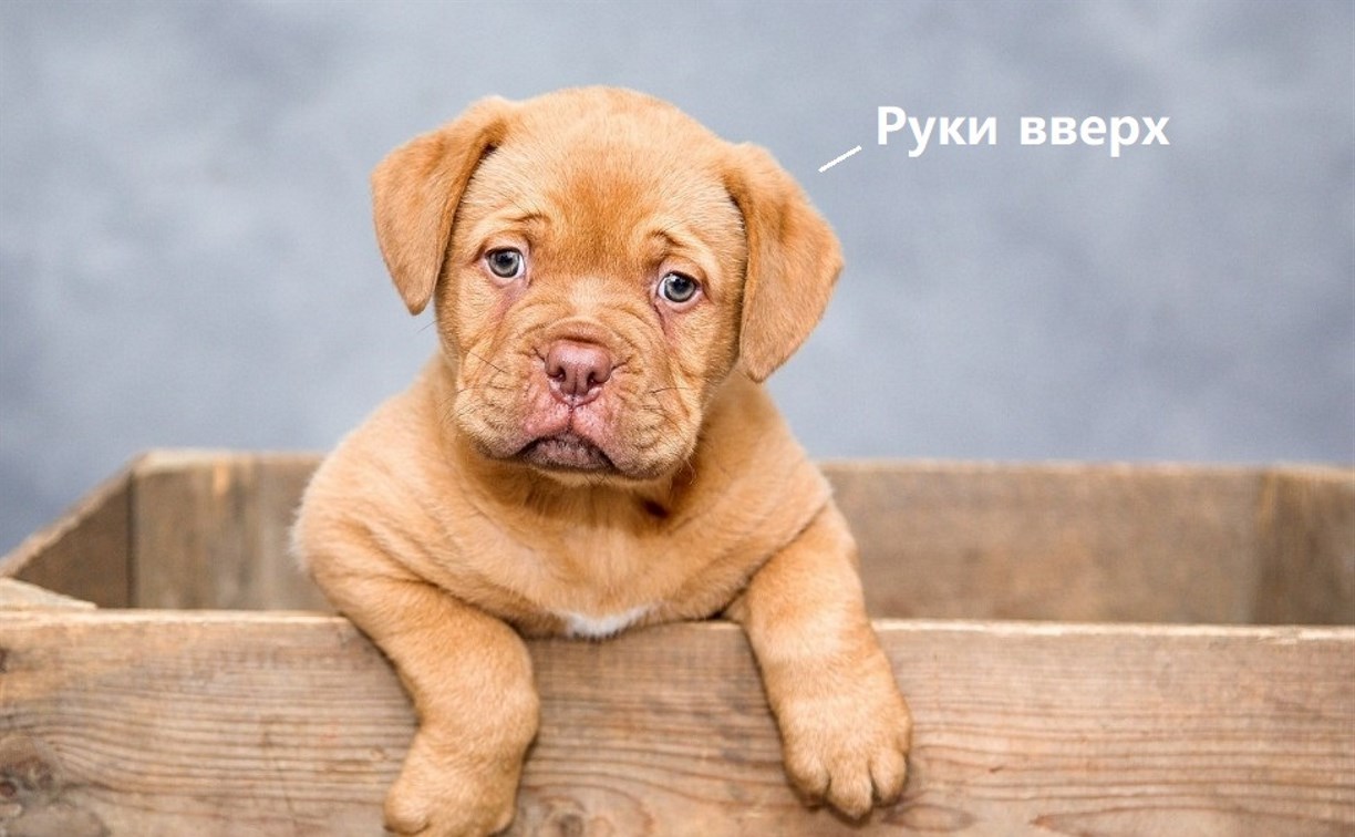 Мужчина, который учил свою собаку стрелять, заплатит 200 тысяч рублей