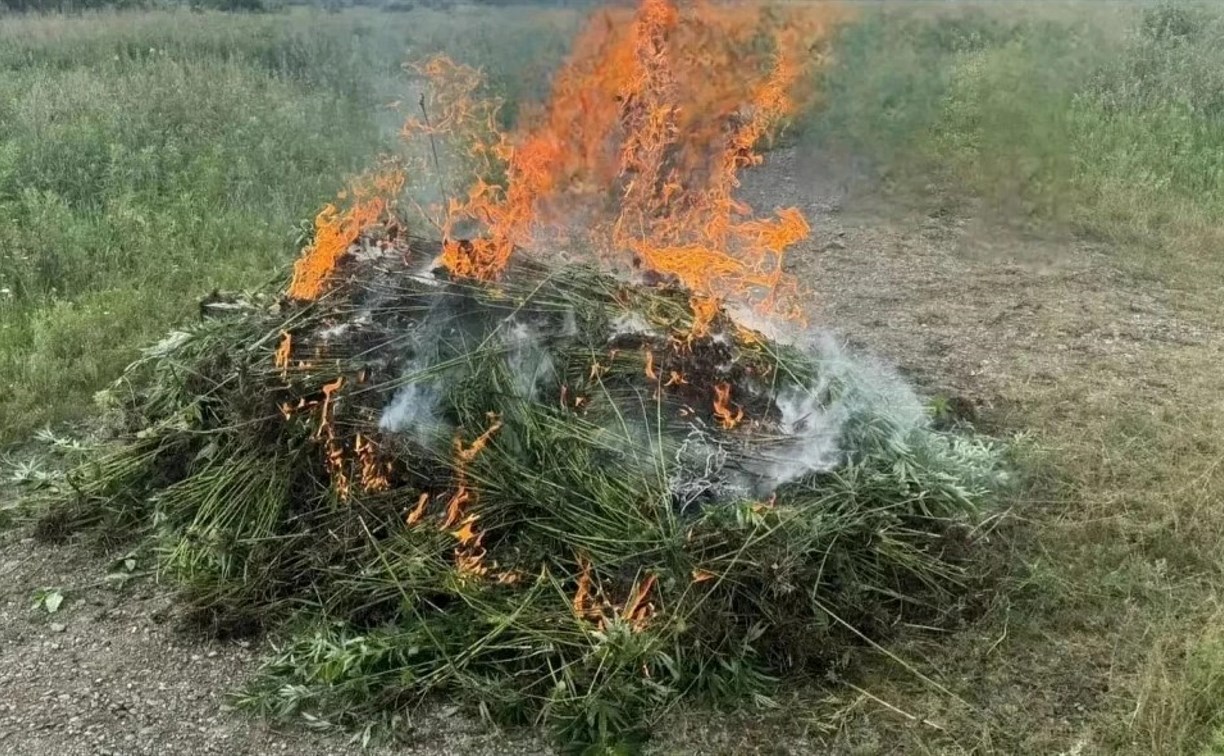 Полтонны дикой конопли сожгли на Дальнем Востоке: кадры с места появились в сети