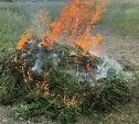 Полтонны дикой конопли сожгли на Дальнем Востоке: кадры с места появились в сети