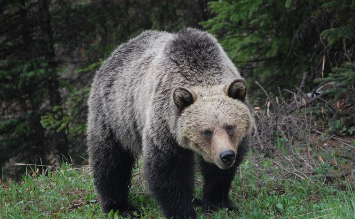 Лесничие взяли на контроль ситуацию с опасным медведем в селе Охотском