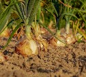 В сахалинском совхозе «Тепличный» спешат убрать лук