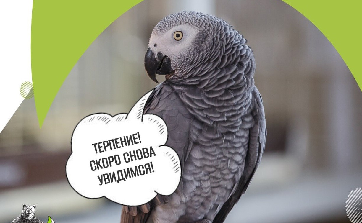 Птичий грипп в Южно-Сахалинске: зоопарк закрыл "Экзотариум" с попугаями