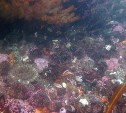 Учёные проверили состояние серых морских ежей у берегов Курил