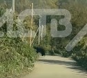 В Чехове ликвидировали медведицу, но по участкам продолжает ходить крупный медведь