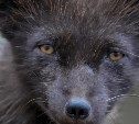 Редчайшее животное спасают от голода на необитаемом курильском Ушишире