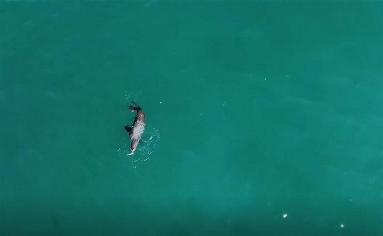 "Невероятная красота": охота тюленей за подошедшей на нерест сельдью попала в объектив 