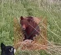 В сети появился ещё один фрагмент вирусного видео с медведем и рыбаком из Углегорска 