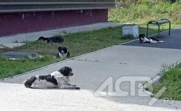 Дети гуляют на балконе: углегорцы продолжают жаловаться на собак на улице Инженерной