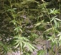 Южносахалинец оборудовал в квартире теплицу для выращивания конопли