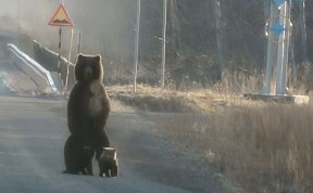 Общество