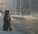 Камчатским водителям рассказали, что будет, если сбить медведя