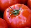 На Сахалине значительно подорожали местные помидоры, огурцы и лук