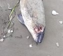 Мёртвое морское животное выбросило на берег Сахалина