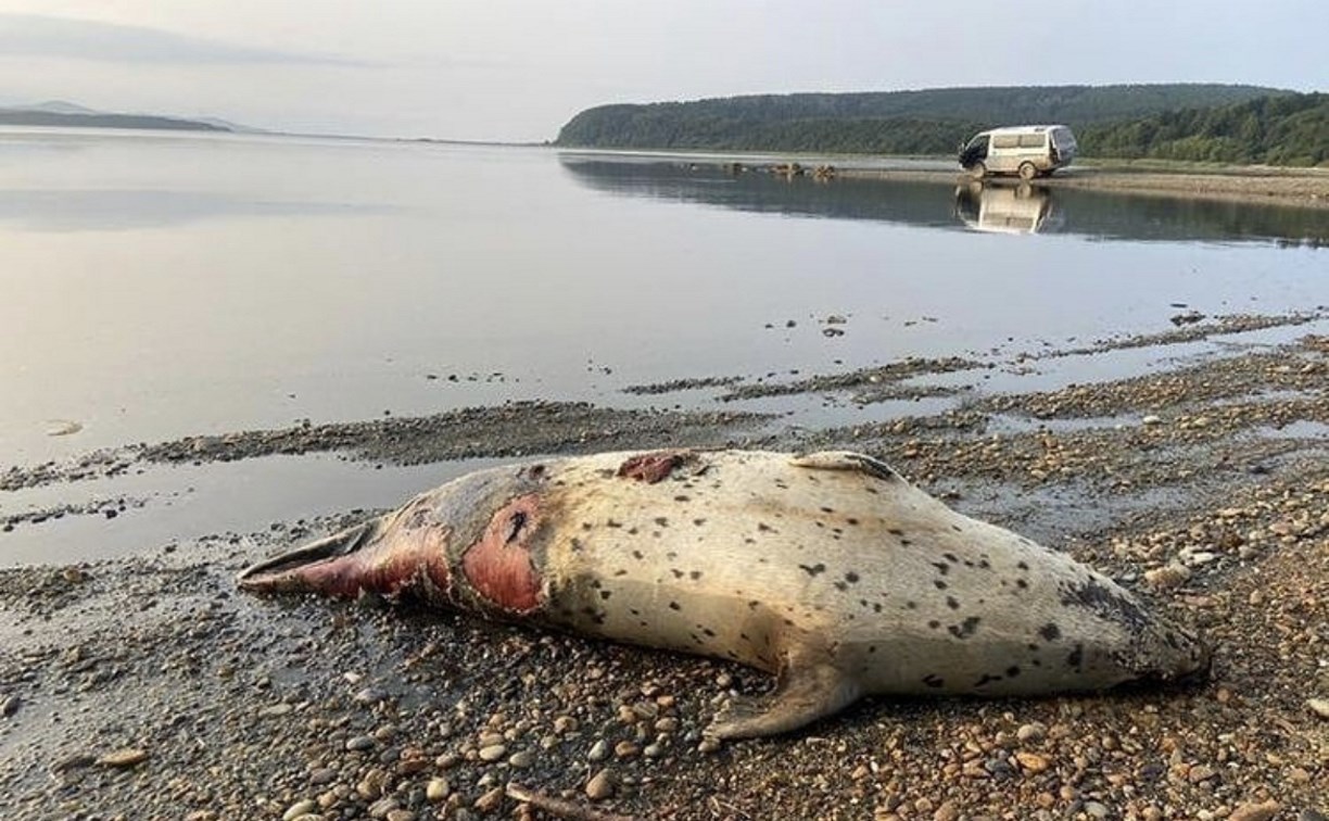 Тушу морского животного обнаружили на юге Сахалина