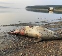 Тушу морского животного обнаружили на юге Сахалина