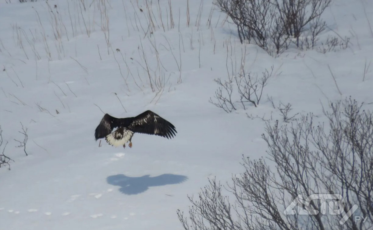 От 0 до +2 градусов: синоптики озвучили актуальный прогноз погоды на юге Сахалина
