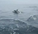 "Корюшка подросла": сахалинцы на моторной лодке встретили косяк дельфинов