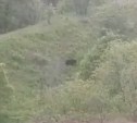 Три медведя бродили по склону около АЗС на Сахалине