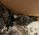 Крохотным птенцам стрижей в Корсакове срочно требуются уход и забота