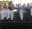 Сахалинских третьеклашек научили сеять семена лиственницы прямо в школе