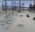 Два частных дома и мост подтопило в Долинске: мэр рассказал о последствиях циклона