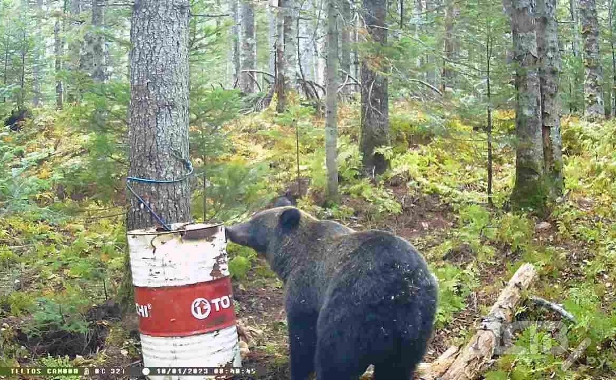 Адреналин и "игры" с обонянием: сахалинец раскрыл особенности охоты на медведя 
