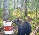 Адреналин и "игры" с обонянием: сахалинец раскрыл особенности охоты на медведя 