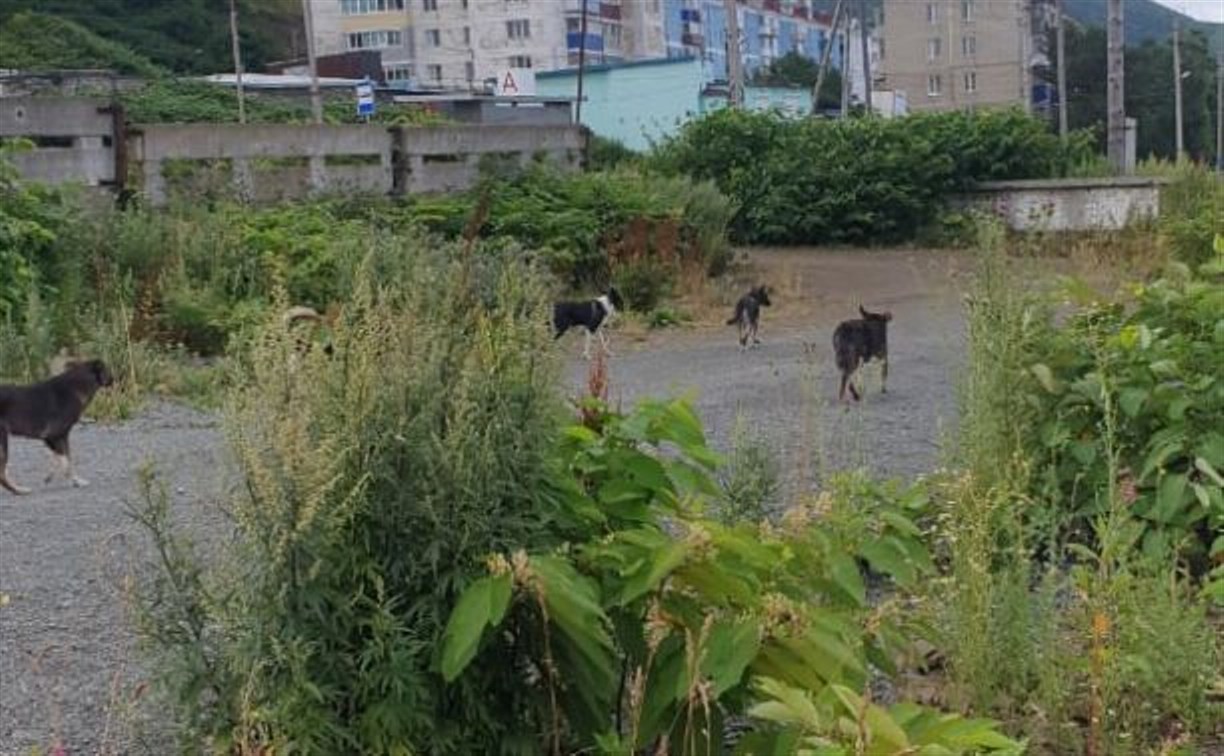 Жители Холмска боятся отпускать детей на улицу из-за стаи бродячих собак