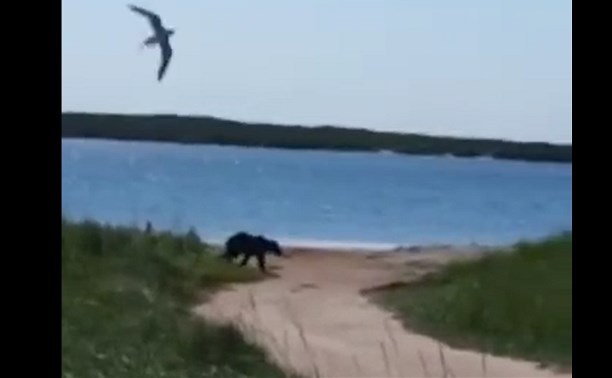 Жителей Охи предупреждают о появлении медведя на озере Светлом