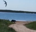 Жителей Охи предупреждают о появлении медведя на озере Светлом