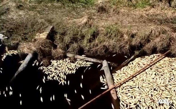 В районе залива Пильтун к берегу прибивало мертвую селедку и корюшку В районе залива Пильтун к берегу прибивало мертвую селедку и корюшку
