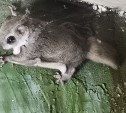 Необычайно красивая белочка забралась в дом сахалинцев и "прилипла" к стене