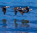 Ранняя весна на Кунашире привлекла первых перелетных птиц 