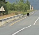 Медведь вышел на трассу в Корсаковском районе