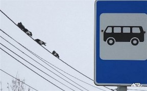 Общество