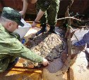 Больше 20 кг трепанга выловили за лето сахалинские браконьеры