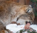 В праздничные дни в Сахалинском зооботаническом парке покажут, как едят лев, рыси и верблюды
