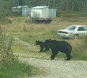 Медведи гуляют у дороги в Таранае