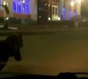 В Охе по центру города пробежал медведь