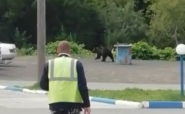 Медведь вышел к автозаправке в Холмске