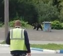 Медведь вышел к автозаправке в Холмске