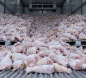 Почти 27 тонн куриных окорочков для сахалинской компании задержали в Приморье