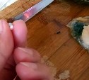 Сахалинка нашла шесть жемчужин в собранных на море раковинах гребешка