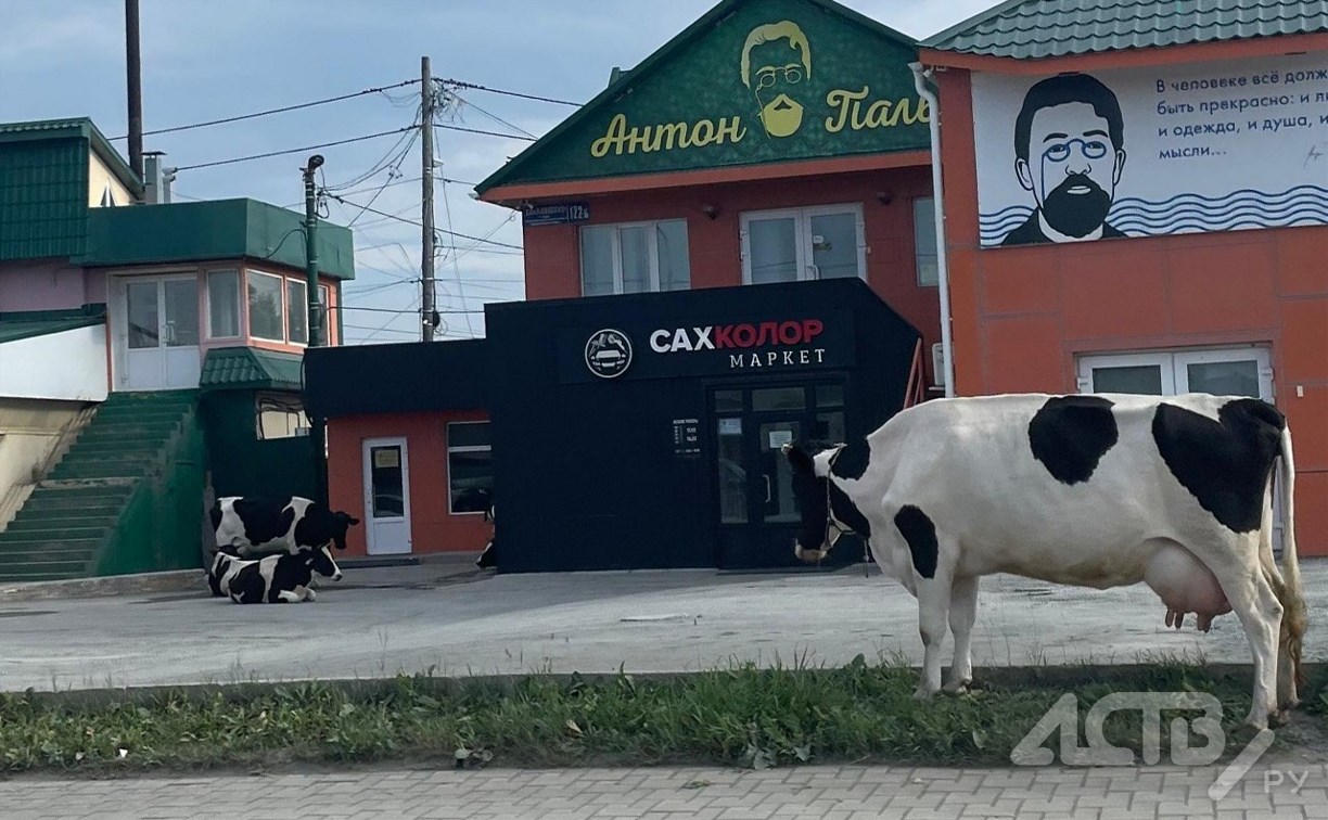 Коровы блокируют движение авто по улице Сахалинской в областном центре