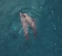 Видео для умиротворения: сахалинец снял пару нерп, плавающую под хлопьями снега