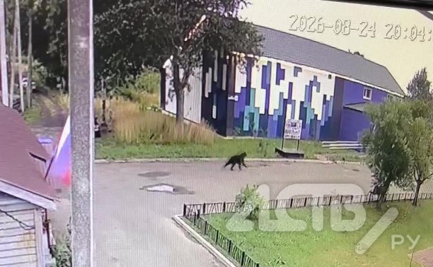 Появилось видео похождений медведя в селе на Сахалине