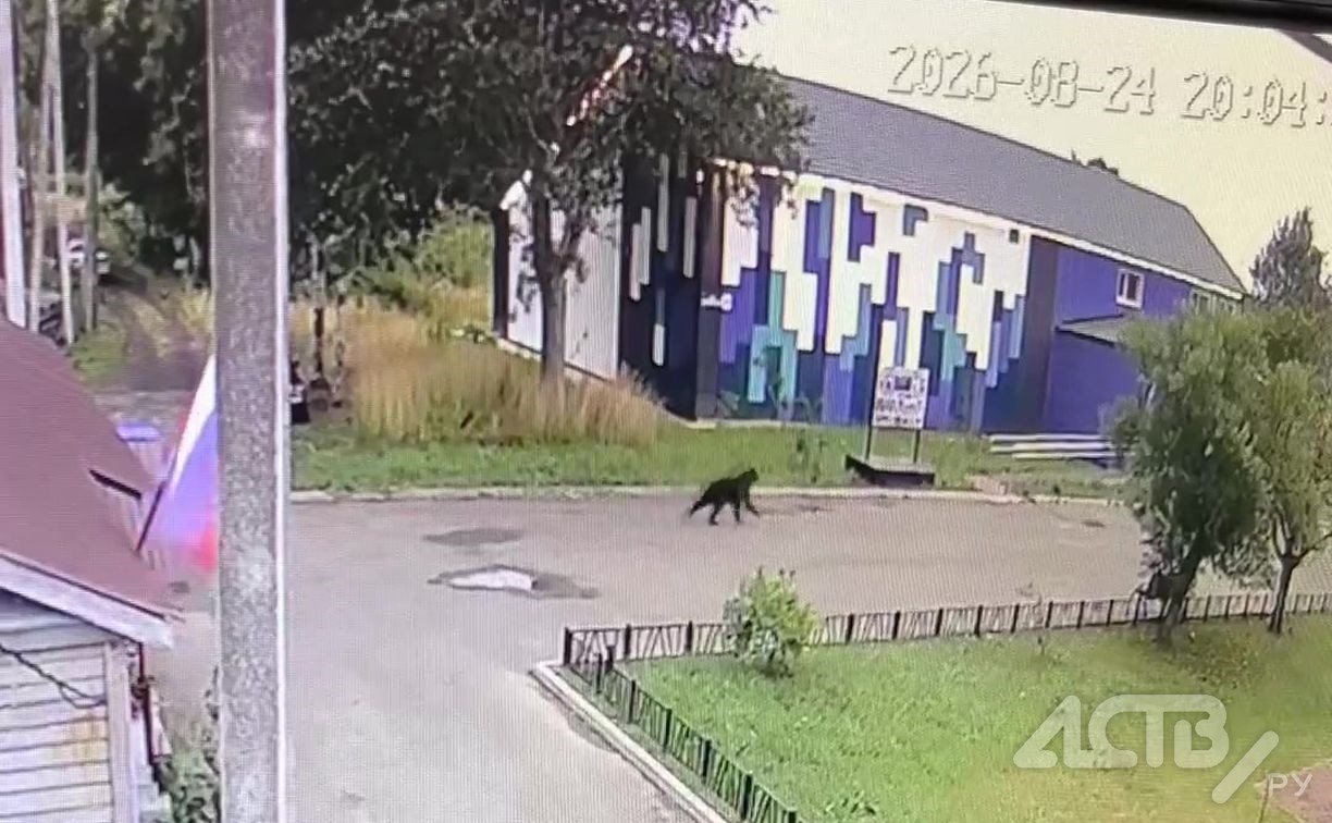 Появилось видео похождений медведя в селе на Сахалине