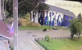 Происшествия