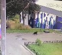 Появилось видео похождений медведя в селе на Сахалине